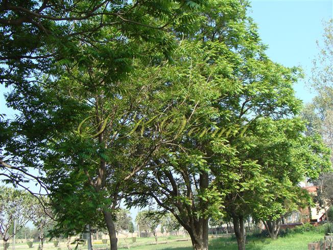  Plants
